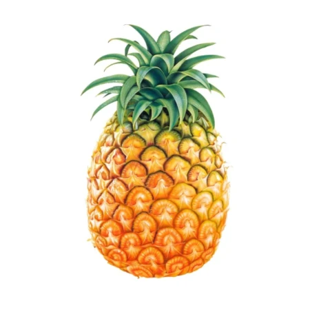 Pine Apple (Ananas)