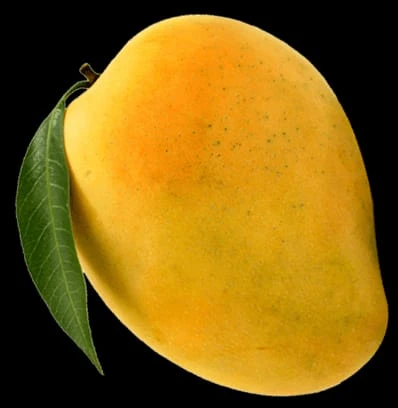 Bombay Mango (Bombaiya)