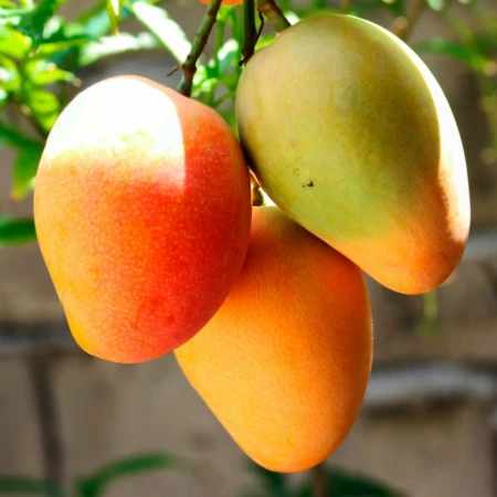 Malda Mango (Malda)